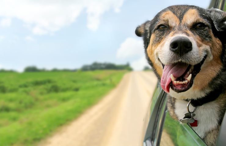 Cane salvato dalla strada