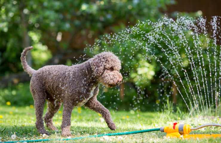 Proteggere cane dal caldo