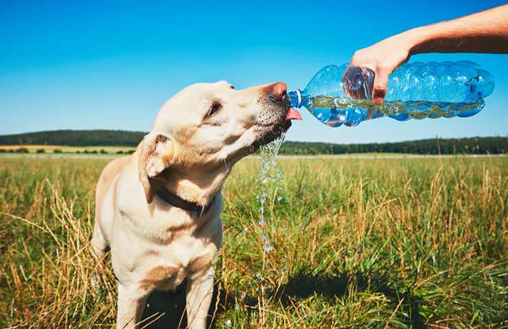 Colpo di caldo cane