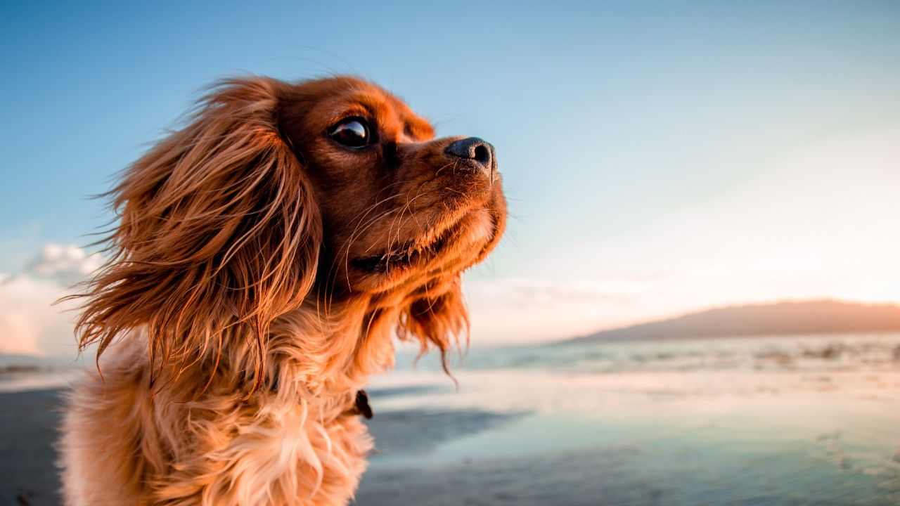 cane caldo ghiacciolo ricetta