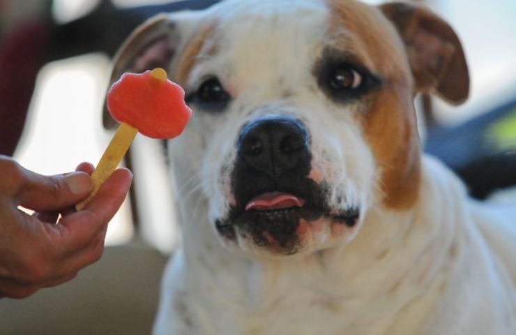 ghiaccioli per animali caldo 