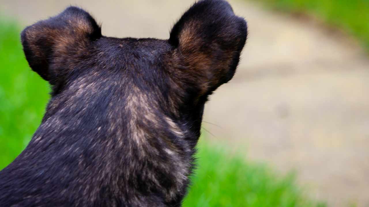 Padrone muore cane fissa barella ospedale