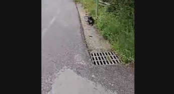 Cucciolo legato ad un palo e abbandonato: vicino a lui le macchine che sfrecciano