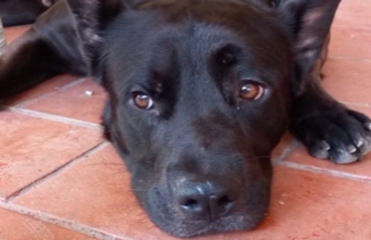 Cane abbandonato con la museruola attende di essere adottato