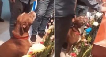 È il funerale della persona più importante per lui: straziante reazione del cucciolo