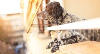 Lasciata per ore sotto il caldo infernale: la cucciola non ce l’ha fatta