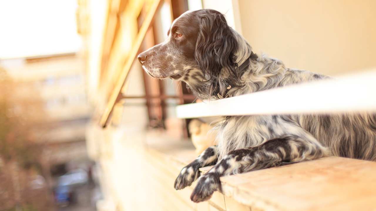 Lasciata per ore sotto il caldo infernale: la cucciola non ce l'ha fatta