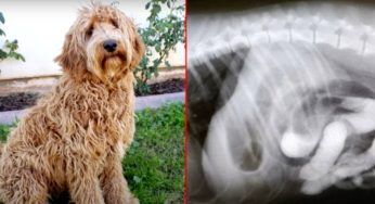 Il veterinario lo trova all’interno dello stomaco del cane: si sente male