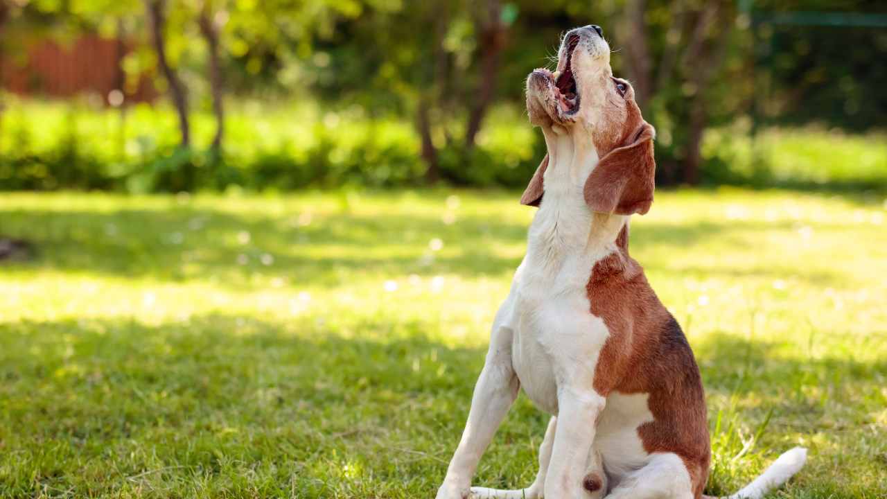 cane in giardino