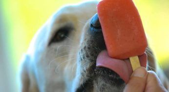 Ghiaccioli e gelati per cani, puoi prepararli in casa!