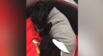 Dopo 17 anni viene adottato, e la prima notte accade questo – VIDEO