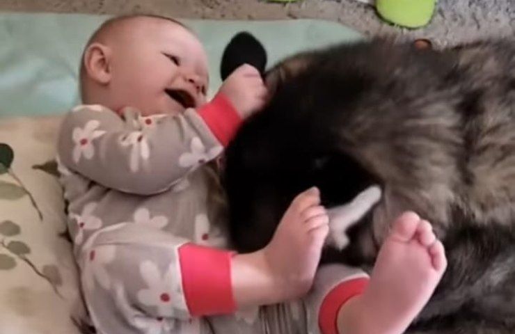 cane che gioca con neonato