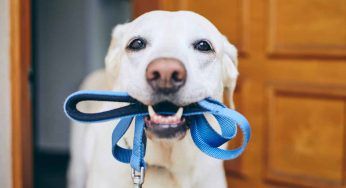 Passeggiate in estate con il cane: dovresti fare questo con la mano prima di uscire