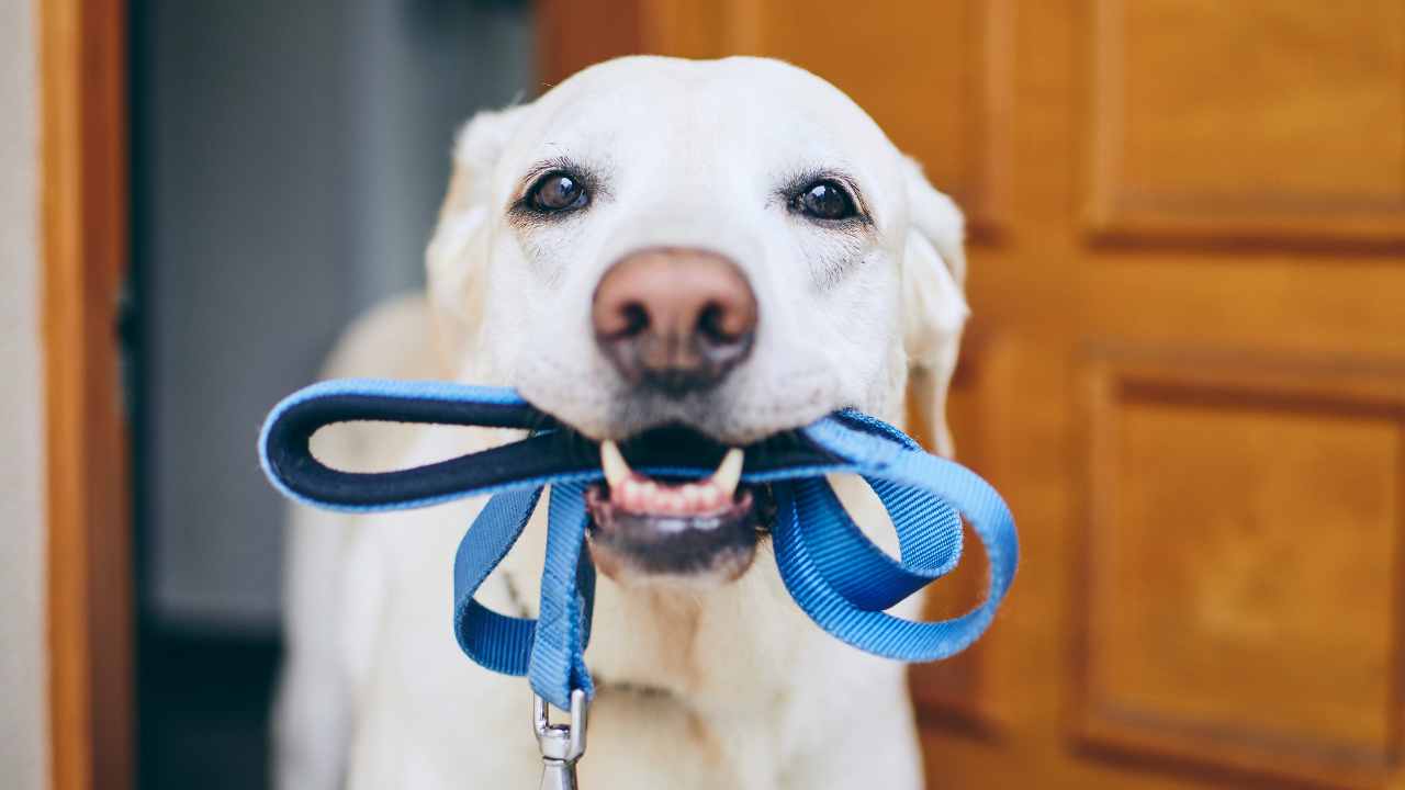 Per le passeggiate in estate con il cane meglio fare così