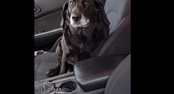 Si intrufola nella sua auto e non vuole andare più via – VIDEO