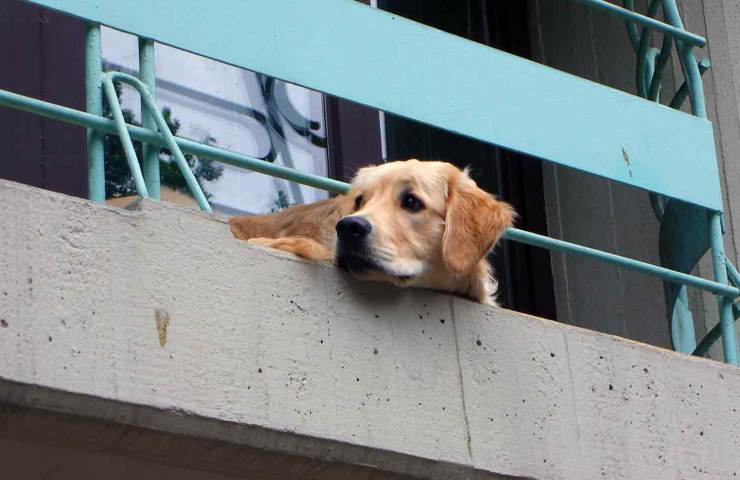 cane morto per il caldo