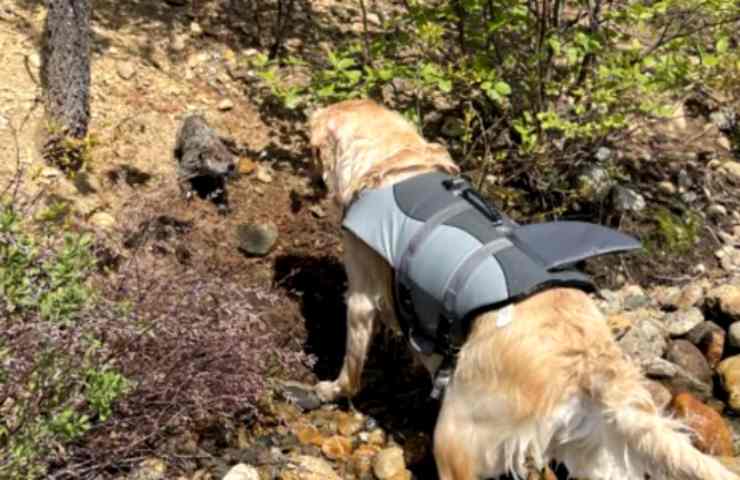 Un cane nuotava tranquillo poi il dettaglio pauroso