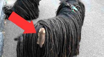 Tornato da una passeggiata il cucciolo fa gridare di orrore la sua famiglia