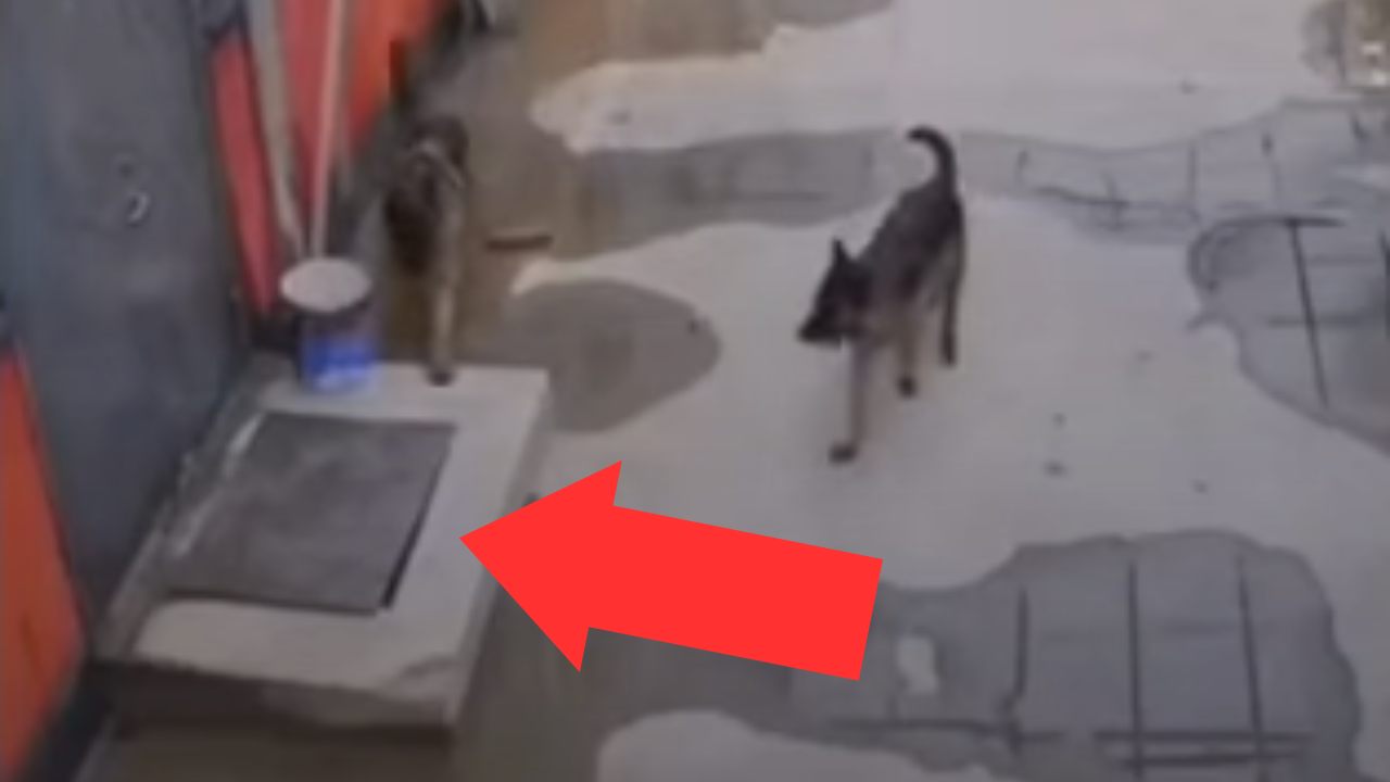 Aiuto al cucciolo in pericolo, il video è commovente