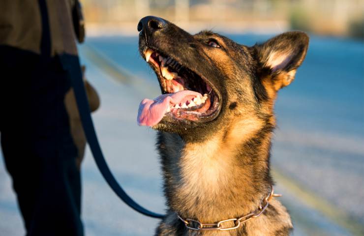 Cane poliziotto inizia ad abbaiare contro l'albero per un motivo agghiacciante