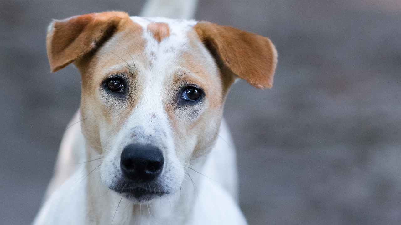 Cane salva neonata tra la spazzatura