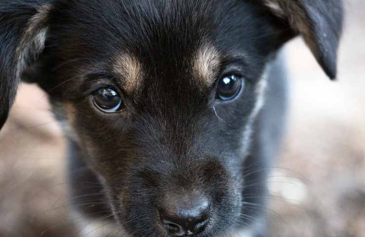 Cane cucciolo aiuta operaio filmato