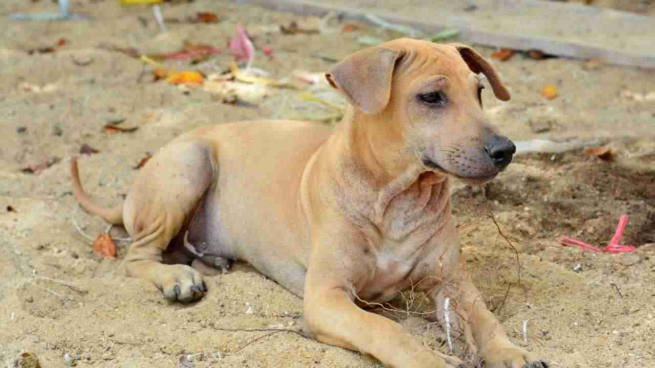 Cani salvati avvelenamento