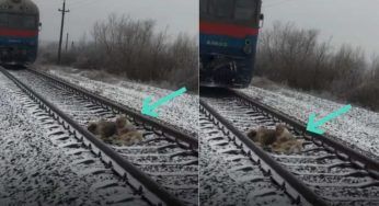 Il treno stava per investirlo: il suo amico si sdraia vicino a lui per non lasciarlo solo