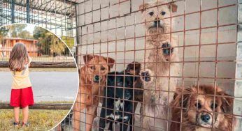 Ne desidera uno e la portano al canile: il gesto della bimba lascia tutti senza parole