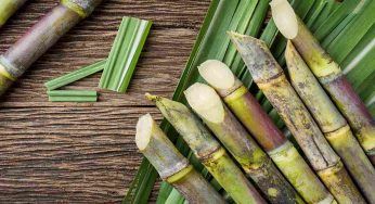 Mattoni ricavati dalla canna da zucchero: la novità nella bioedilizia
