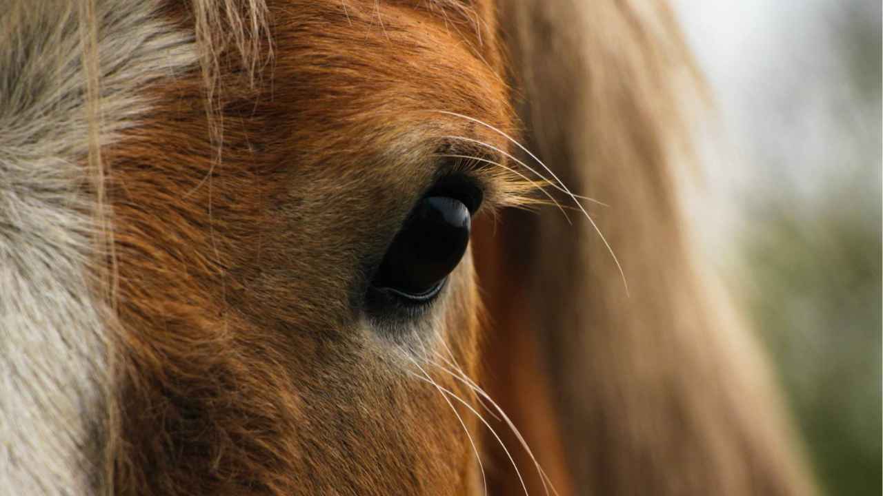 Cavallo bloccato fango donna salvato