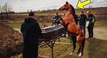 Al funerale il cavallo impazzisce e prende a calci la bara: appena si apre tutti scoppiano in lacrime