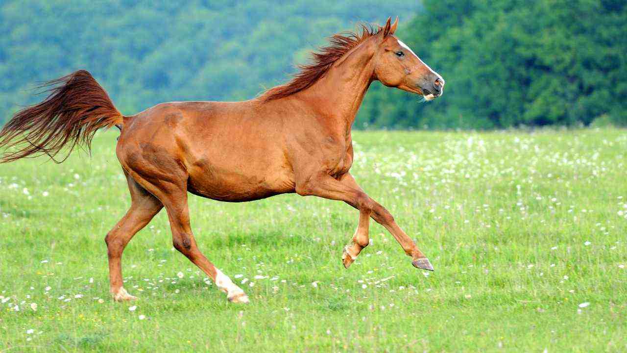 Cavallo funerale padrone catalessi