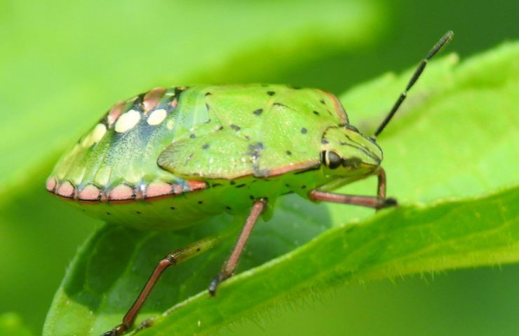 Come scacciare gli insetti che invadono i nostri letti