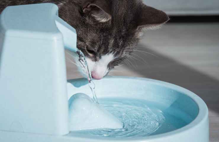 Come aiutare gatto caldo estivo