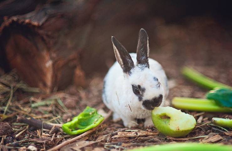 Come difendere l'orto dagli animali selvatici