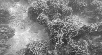 Biodiversità: scoperta foresta di coralli neri in queste acque