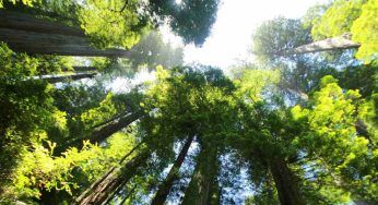 L’organismo più grande al mondo: non crederai mai cos’è