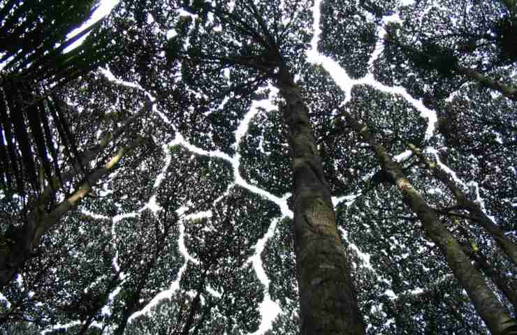 Spiegazione fenomeno crown shyness chiome alberi distanti foreste