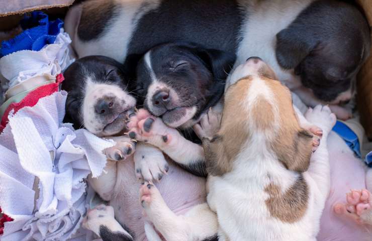 Sette cuccioli in un sacchetto lasciato nella spazzatura