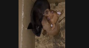 Cuccioli vengono abbandonati in uno scatolone. Le lacrime di chi li trova: “Fate schifo!”