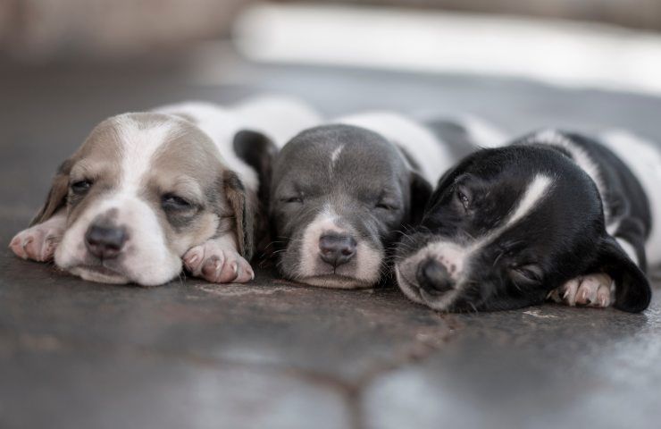 Sette cuccioli in un sacchetto lasciato nella spazzatura