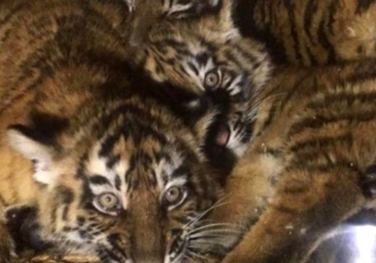 Tre cuccioli di tigre siberiana scoperti in box rimasta in aeroporto