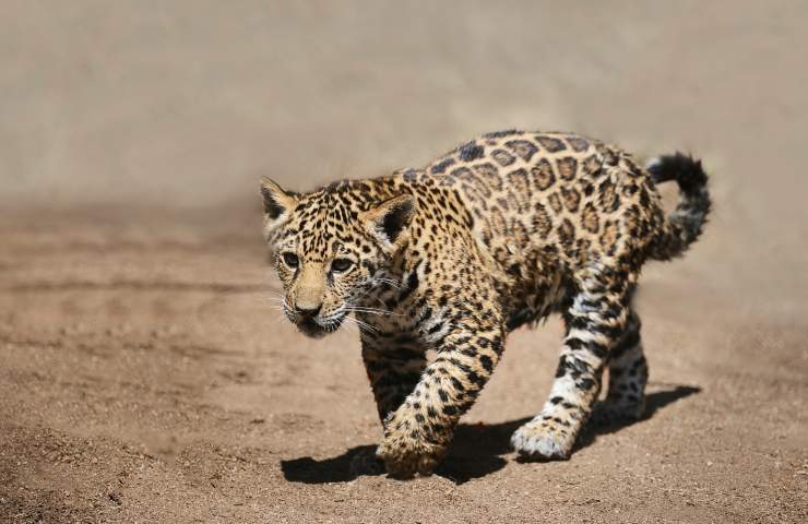 video cucciolo giaguaro