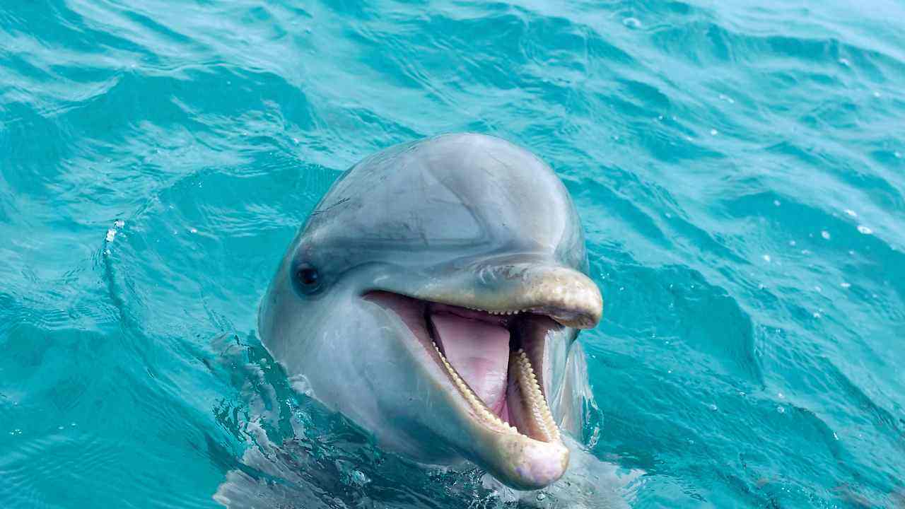 Attacchi delfini Giappone episodi