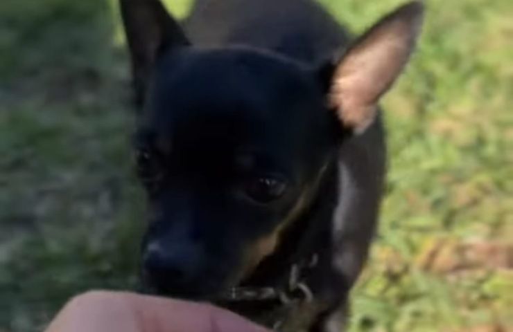 video crisi epilettica cane