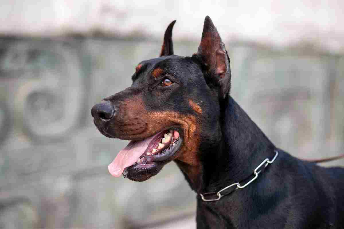 Dobermann