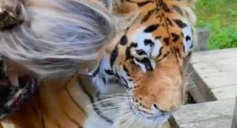 Lo speciale rapporto tra la grande tigre e l’anziana signora – VIDEO