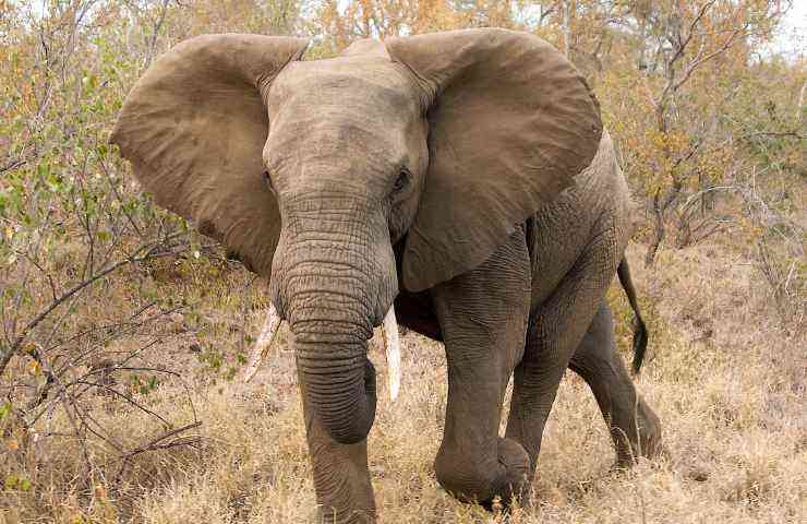 Elefanti estinzione cause dati