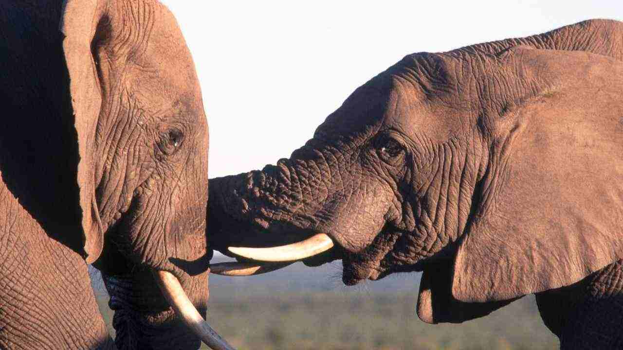 Africa elefanti estinzione